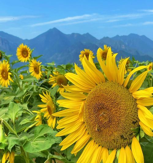 向日葵花语（探寻向日葵的寓意与生命力）