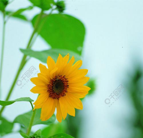 向阳花的寓意与意义（阳光、希望和坚韧——向阳花的象征意义）