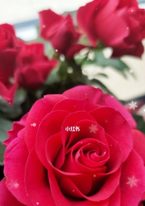 友谊之花（探寻康乃馨的花语和友谊的真谛）