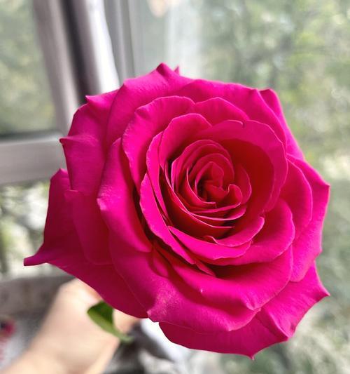 友谊之花（探寻康乃馨的花语和友谊的真谛）