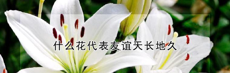 友谊之花绽放，情谊永存（以花为纽带，相伴一生）