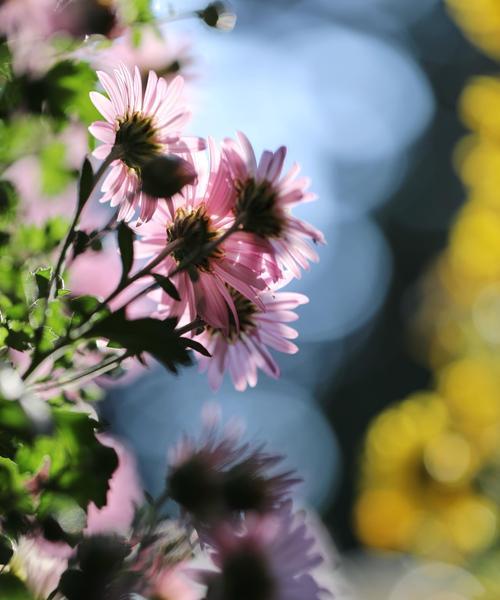 小雏菊的花语与意义（小雏菊的花语解读及象征意义）