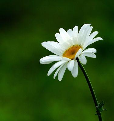 小雏菊的花语与意义（小雏菊的十五种不同花语，及其传达的情感和寓意）
