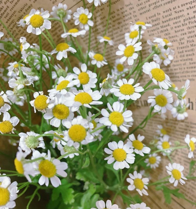 小邹菊的花语和象征意义（传递希望和坚韧的小邹菊花语）