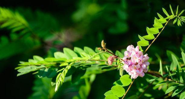 以笑靥花的花语（开朗心情，传递阳光正能量）