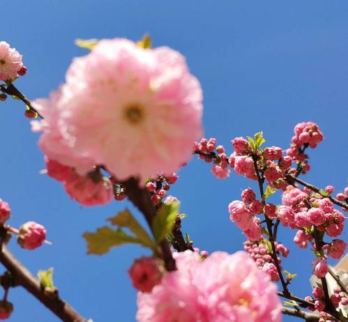 杏花的花语与寓意（一朵含蓄的爱意——杏花的深情花语）