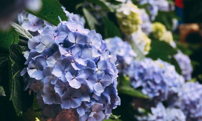 绣球花的花语与寓意（用花语解读绣球花的含义——美丽、真诚与忠诚）