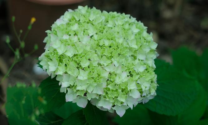 绣球花的花语与寓意（用花语解读绣球花的含义——美丽、真诚与忠诚）