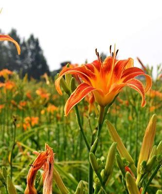 萱草的花语与传说（祈愿美好的“福”永远相伴——萱草花语及传说）