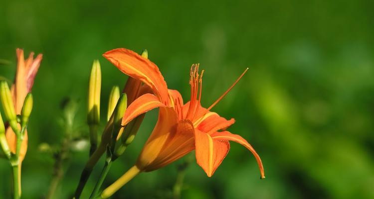 以萱草花语为主题的文章（探索萱草的花语，传递情感的神奇语言）