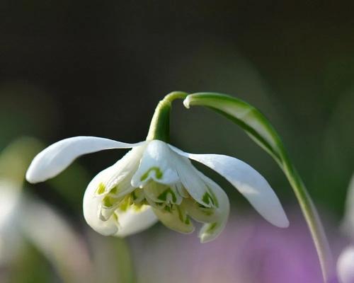 雪滴花传说的神秘魅力（探寻雪滴花的花语与传说）