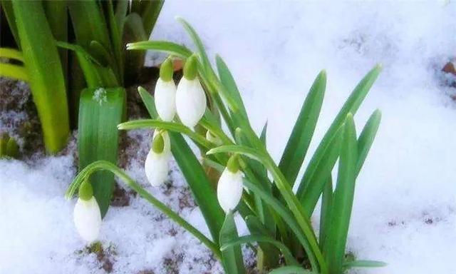 雪滴花传说的神秘魅力（探寻雪滴花的花语与传说）