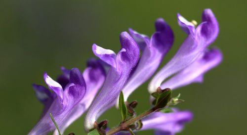 熏衣草的花语（揭秘熏衣草花语的深层意义）