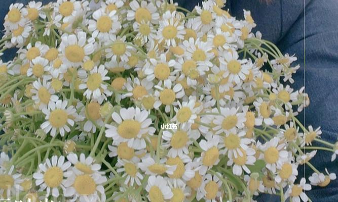 洋甘菊的花语与寓意（探寻洋甘菊的深层内涵和象征意义）