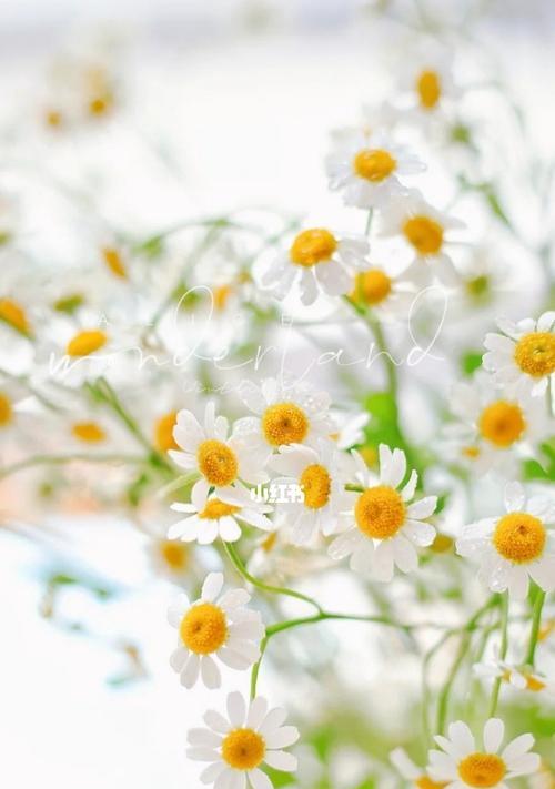 洋甘菊的花语与寓意（探寻洋甘菊的深层内涵和象征意义）