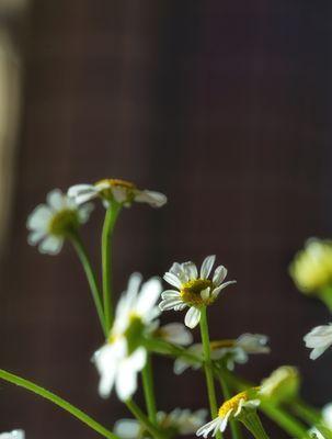 洋甘菊的花语与寓意（探寻洋甘菊的深层内涵和象征意义）