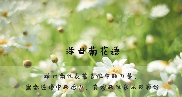 洋甘菊的花语及其象征意义（探究洋甘菊的花语，了解它在不同文化中的象征意义）