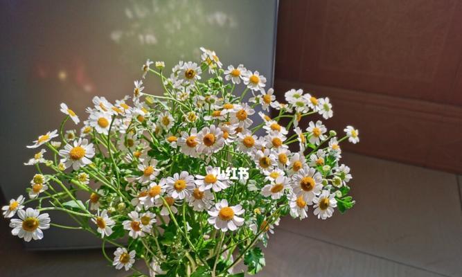 洋甘菊的花语及其意义（深入解读洋甘菊的花语，揭示其传递的情感与寓意）
