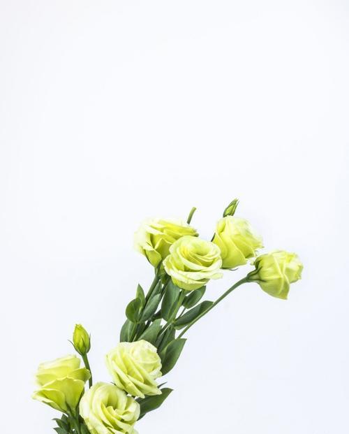 洋桔梗花语与美丽的白色花朵（揭开洋桔梗的花语之谜，探索白色花朵的魅力）