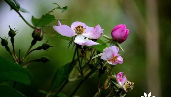 野蔷薇花语-追寻野性与纯真的美（野蔷薇的花语及其象征的意义）
