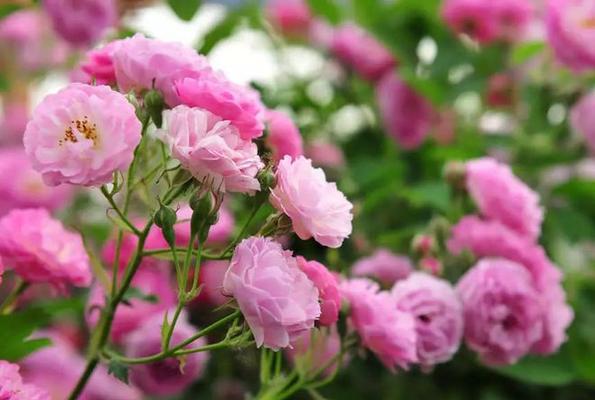 野蔷薇花语-追寻野性与纯真的美（野蔷薇的花语及其象征的意义）