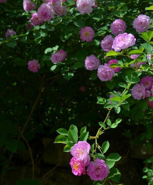 野蔷薇花语-追寻野性与纯真的美（野蔷薇的花语及其象征的意义）