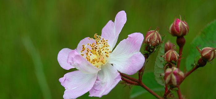 野蔷薇的象征意义与美丽之于世界的魅力（野蔷薇花园中的自由与希望）