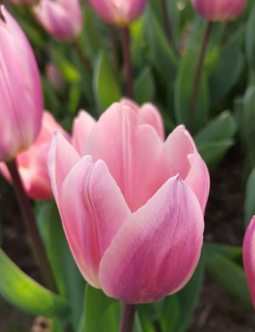 探秘野生郁金香花语贞操（野生郁金香花语的由来与意义）