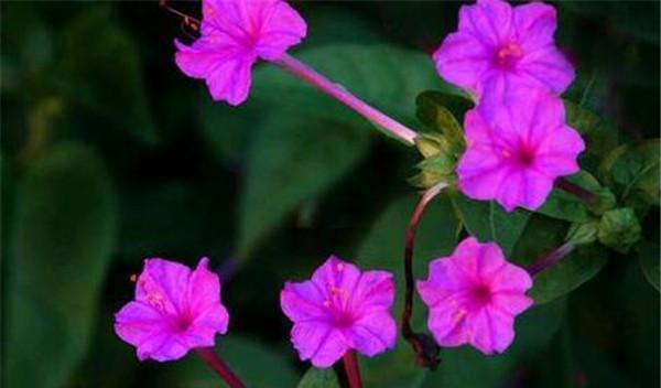 夜来香花语——沉醉于夜晚的芬芳与寂静（清香缭绕，探寻夜来香花语的美妙之处）