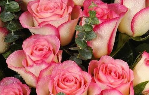 玫瑰花语之粉色玫瑰的意义与传承（揭秘粉色玫瑰的花语与象征，感受爱与浪漫的滋味）