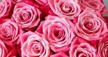 玫瑰花语之粉色玫瑰的意义与传承（揭秘粉色玫瑰的花语与象征，感受爱与浪漫的滋味）