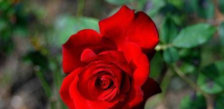 红玫瑰的象征意义（探寻红玫瑰背后的深层含义）