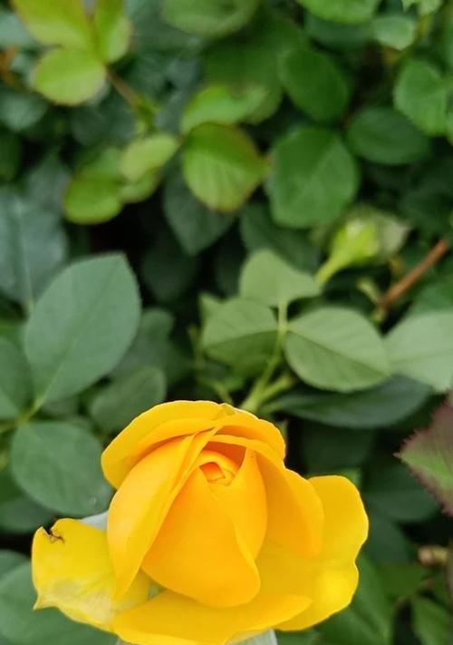 一朵黄玫瑰的象征意义（揭开黄玫瑰的深意）