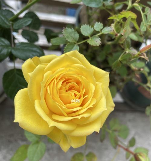 一朵黄玫瑰的象征意义（揭开黄玫瑰的深意）