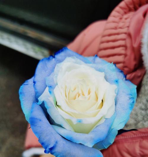 一朵蓝玫瑰的象征意义（追寻与希望，勇气与神秘的化身）