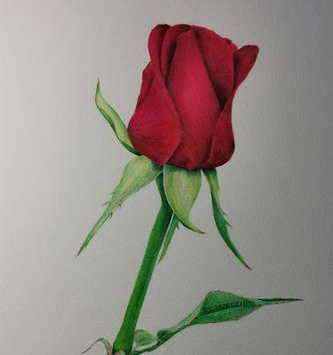 一朵玫瑰花的意义与象征（探寻玫瑰花背后的深意与寓意）