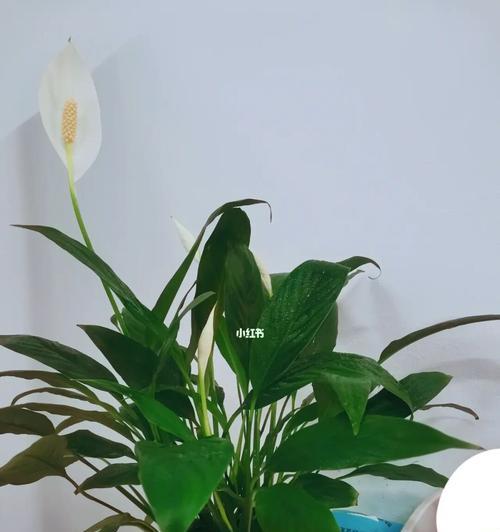 一帆风顺花（揭开一帆风顺花的寓意，展现幸福与顺遂之道）