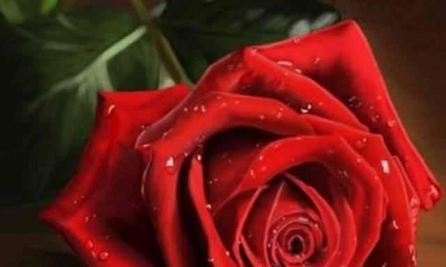 红玫瑰（探索红玫瑰在文化中的多重含义）