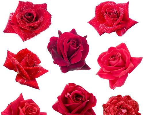 玫瑰花的象征意义及文化传承（解读一支玫瑰花的隐含信息与心意）