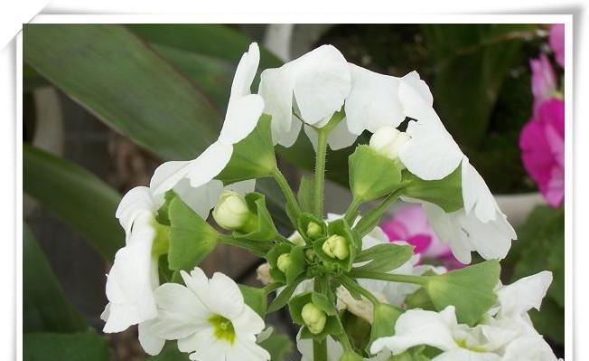 樱花草的花语及其美丽含义（探寻樱花草的浪漫之旅）