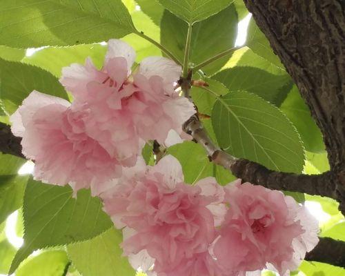 樱花（樱花盛开，花开花落间述说心愿）