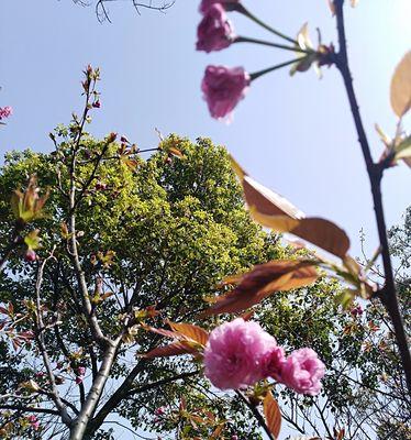 樱花的花语与寓意（探秘樱花背后的美丽与哲理）