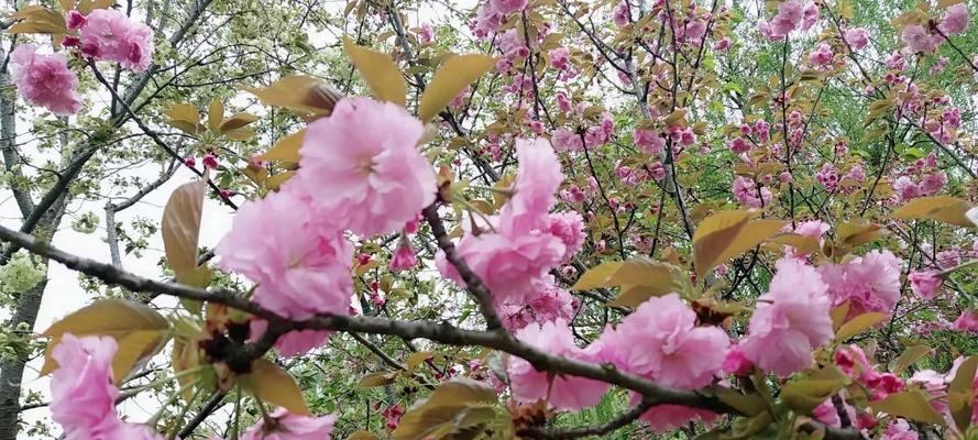 樱花的花语与象征意义（揭示樱花所代表的美丽与希望）