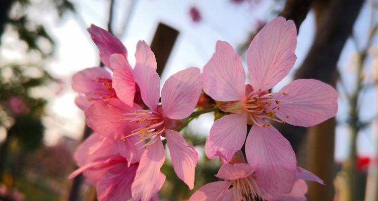 樱花的花语与象征意义（揭示樱花所代表的美丽与希望）