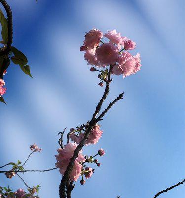 樱花花语及寓意（探索樱花的浪漫与神秘，传递真挚的情感）