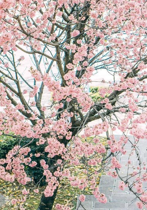 樱花花语及寓意（探索樱花的浪漫与神秘，传递真挚的情感）