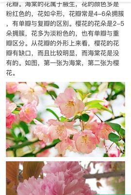 樱花之美（探寻樱花花语的深层含义）