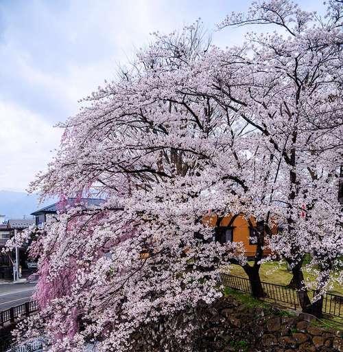 樱花的寓意（唤醒心灵的温柔精神）