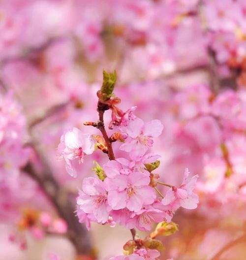 樱花花语（探索樱花的深层意义，传达爱与美的信念）
