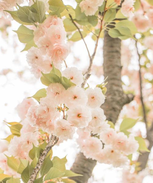 樱花花语（探索樱花的深层意义，传达爱与美的信念）